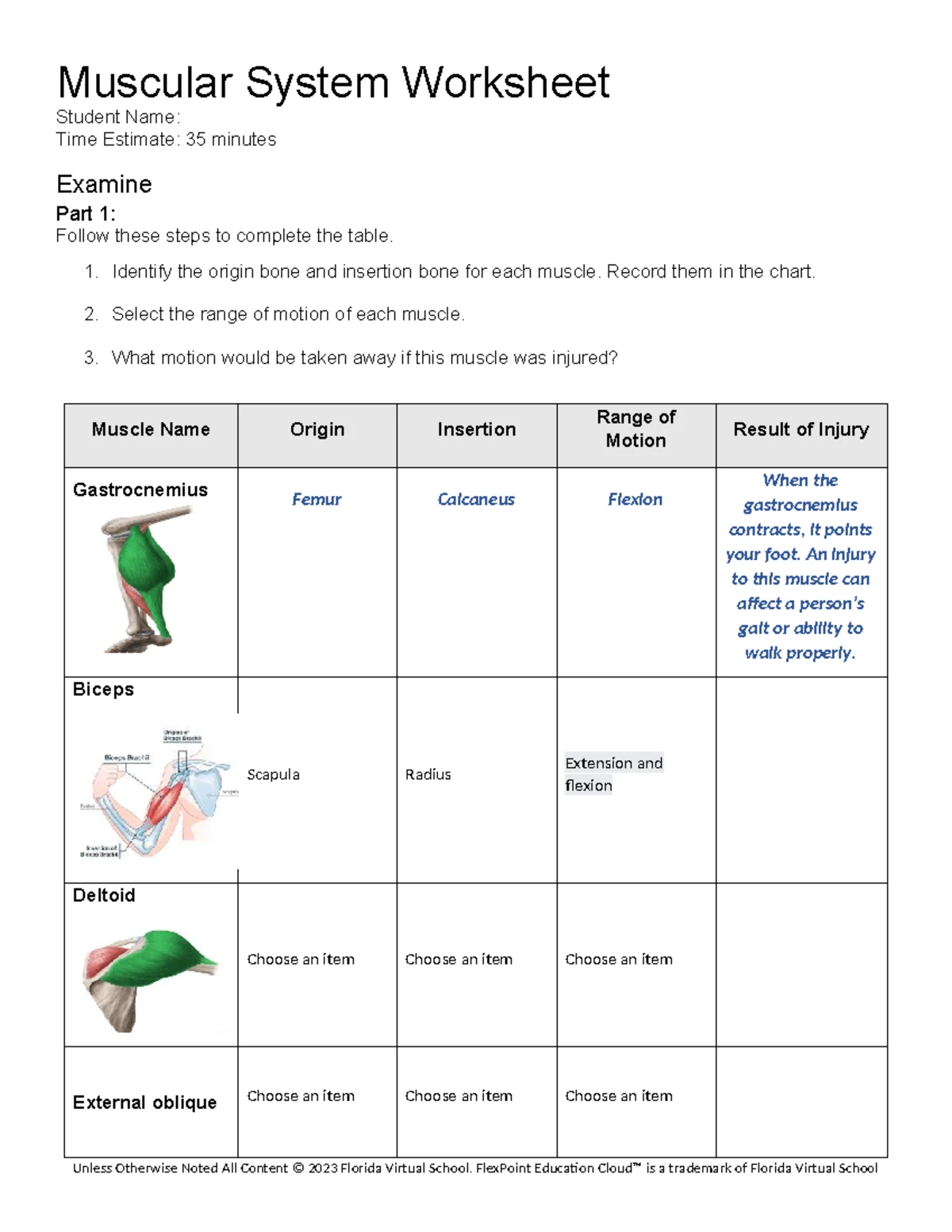 Muscular System Worksheet (BIO101) - Anatomy & Function Analysis - Studocu