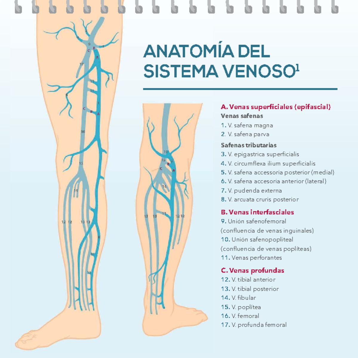 Anatomía del Sistema Venoso y Venas Varicosas - EEII 1 - Studocu