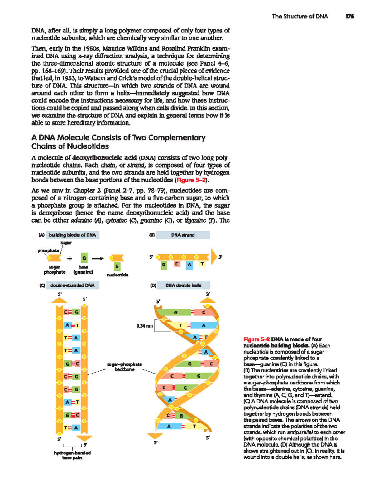 Chapter 5: Structure of DNA - Studeersnel