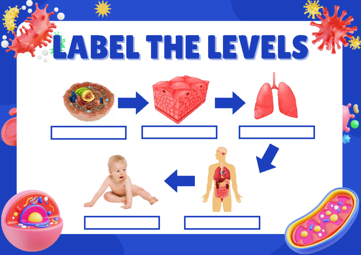 Label THE Levels - Activity - Bachelor of Secondary Education - LABEL ...