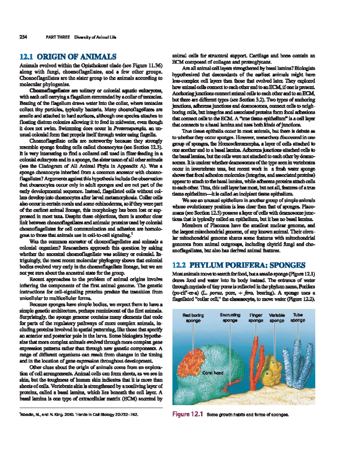 Diversity and Evolution of Sponges: Insights from Textbook Information ...
