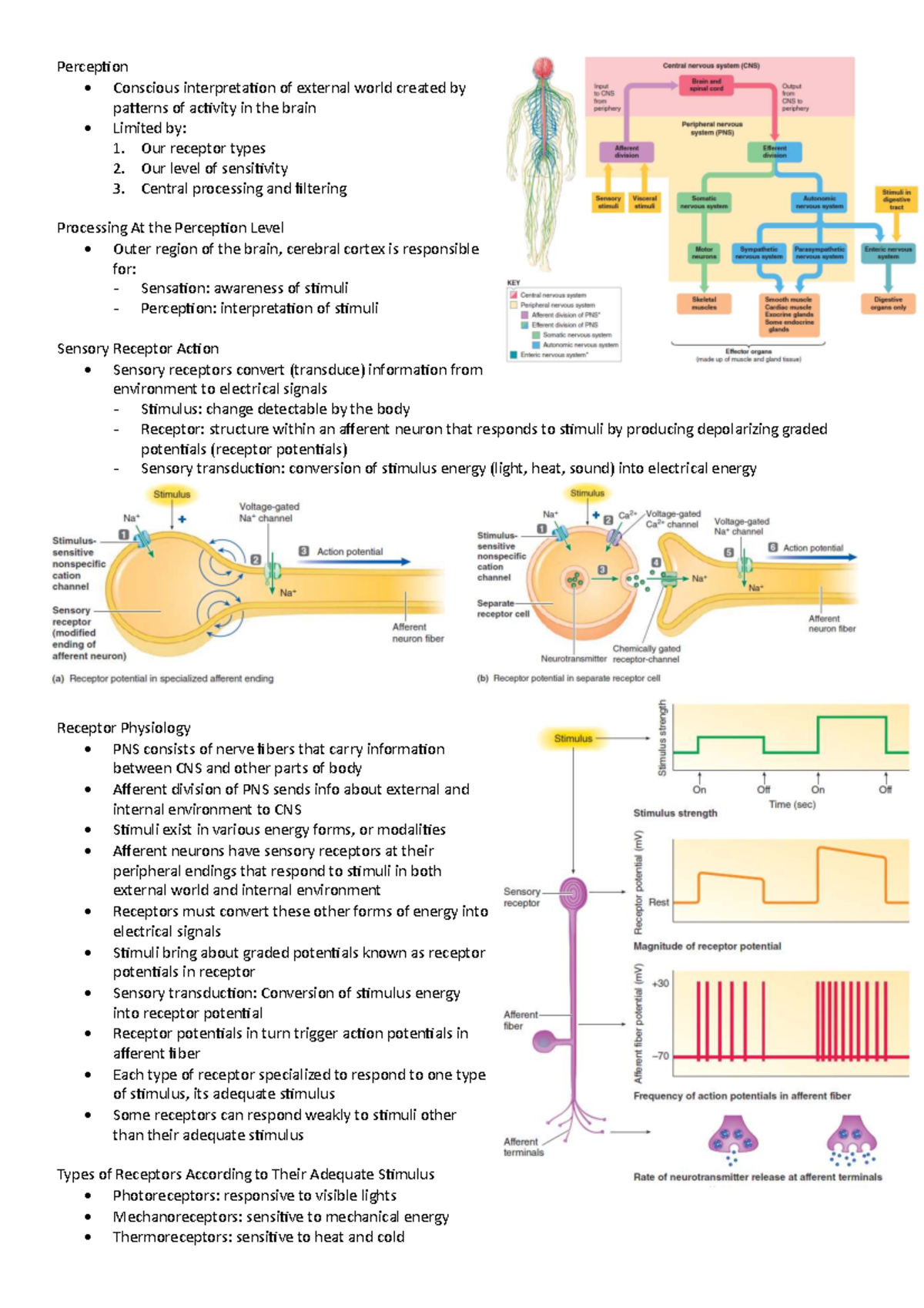 Lecture Notes on Sensory Perception and Receptors - Studocu
