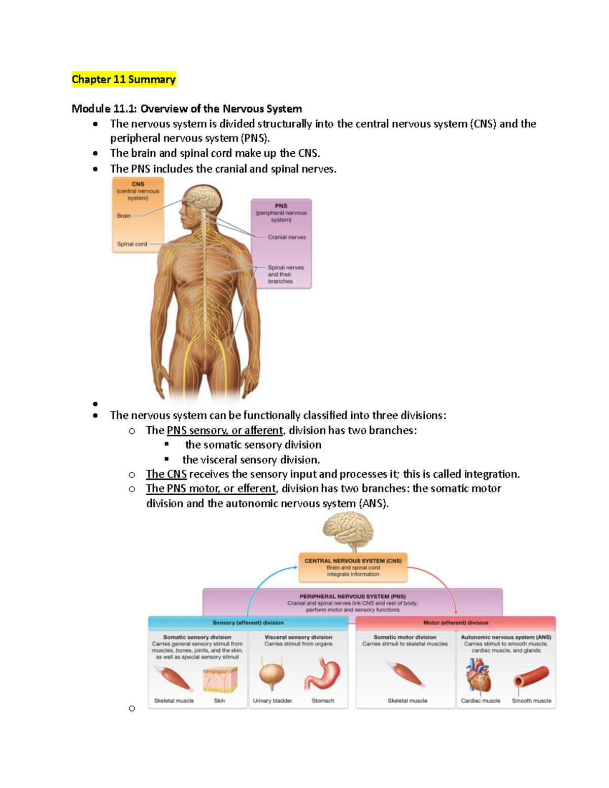 Nervous System Overview: Chapter 11 Summary and Key Concepts - Studocu
