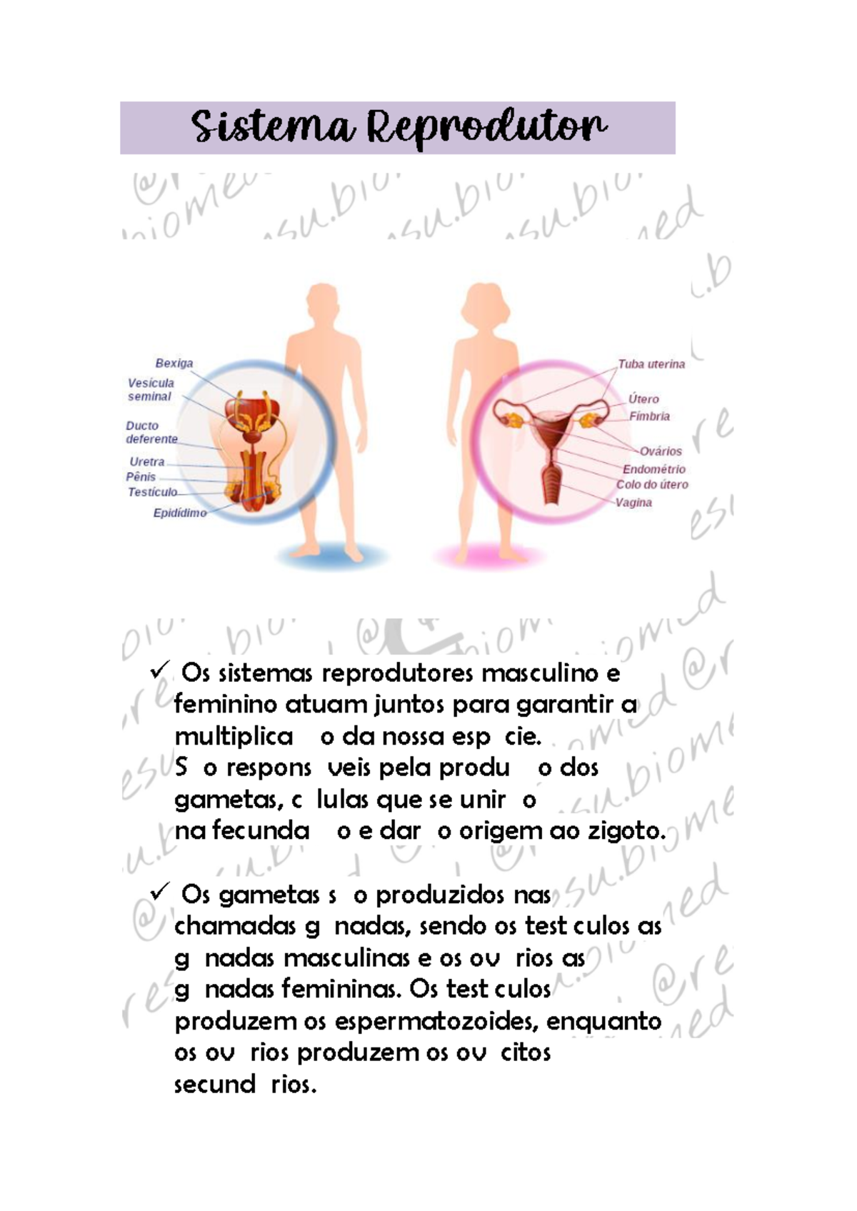 Sistema Reprodutor: Resumo dos Gametas e Fecundação - Studocu