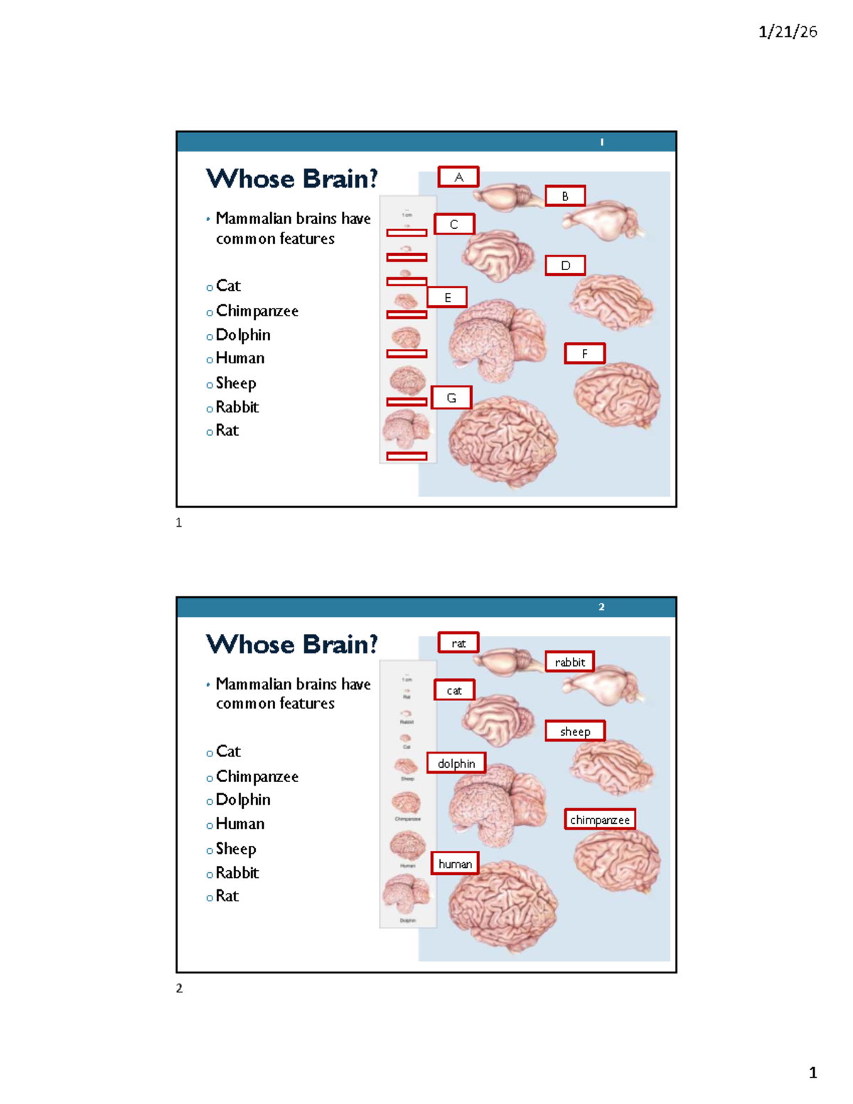 03 Neuroscience Chapter 3 Notes: Common Features of Mammalian Brains ...