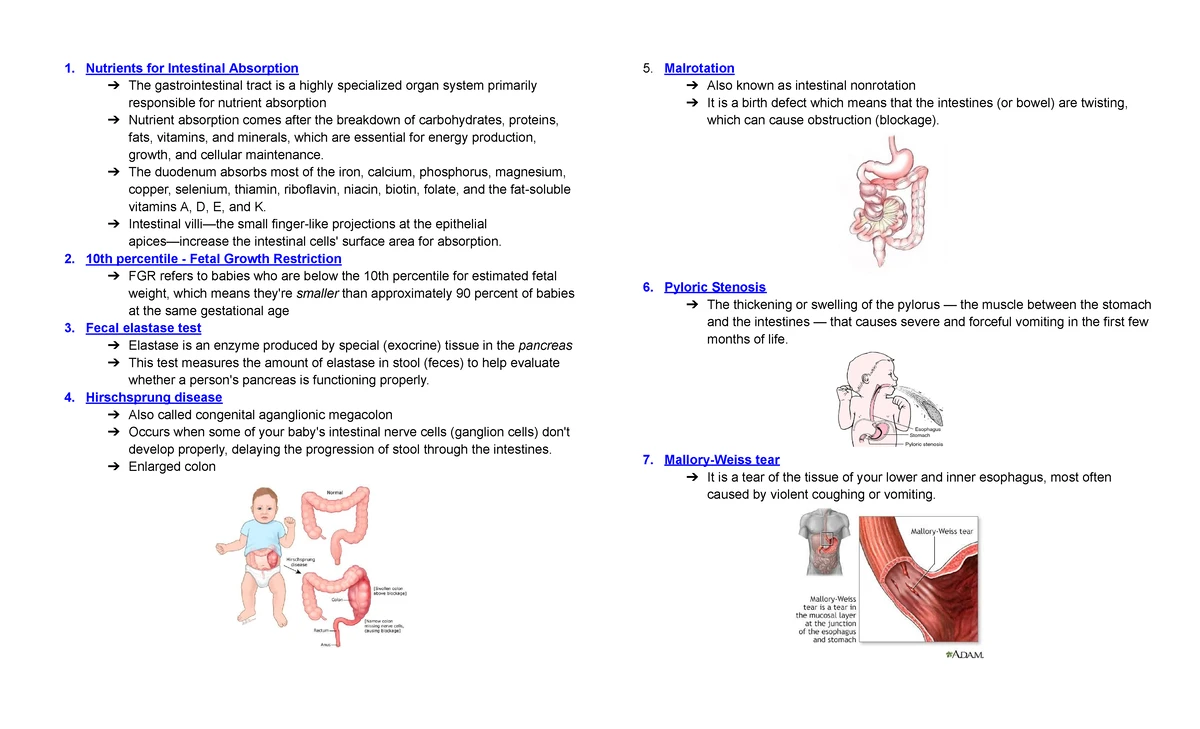 NCM 116 Digestive & GI System Overview - Final Exam Notes - Studocu