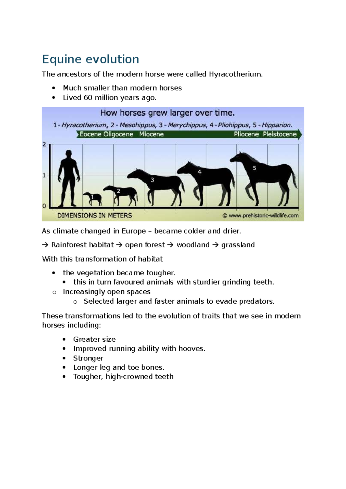 Equine Evolution: The Ancestry and Adaptations of Modern Horses - Studocu