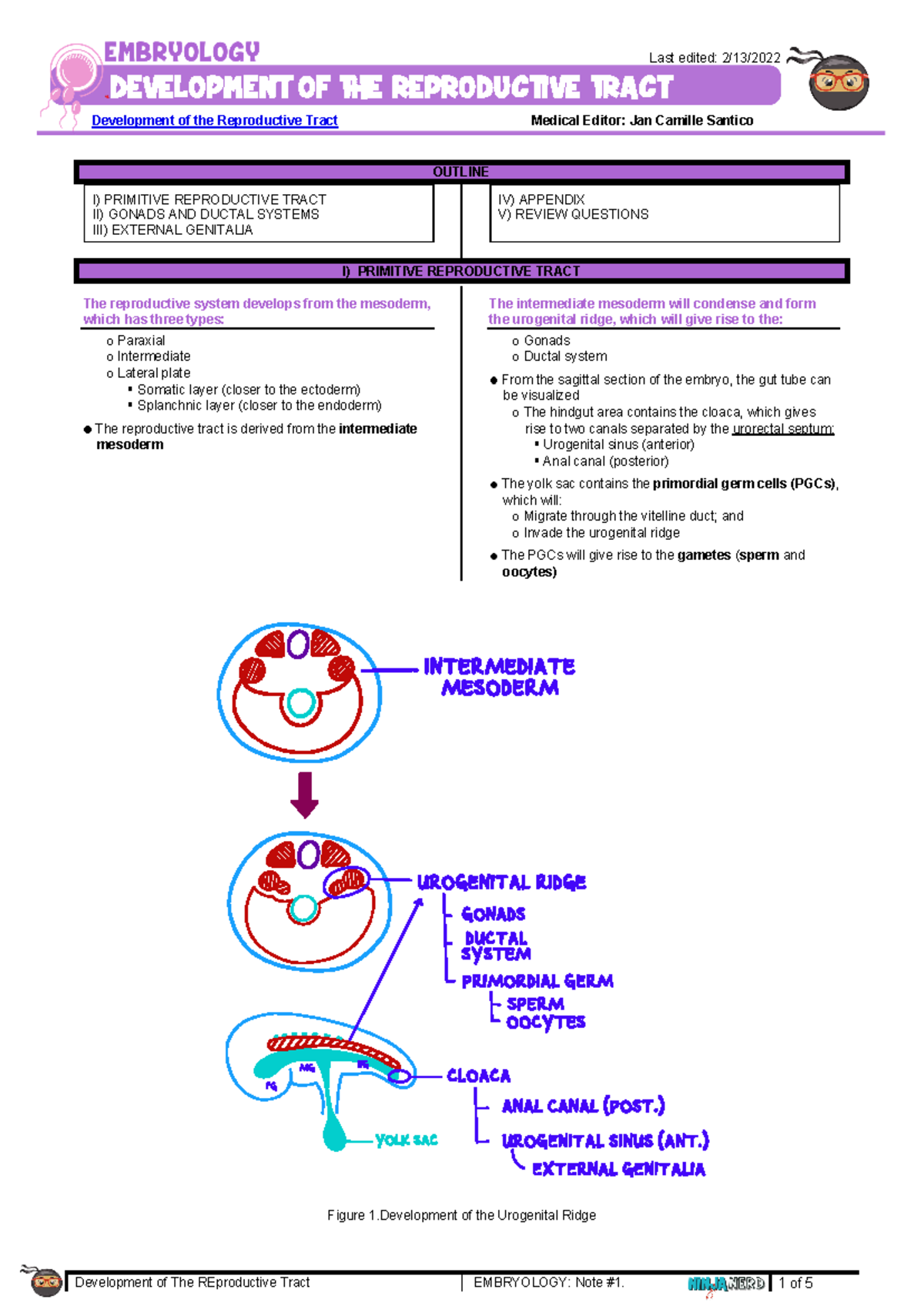274 - Embryology Lecture: Development of the Reproductive System - Studocu