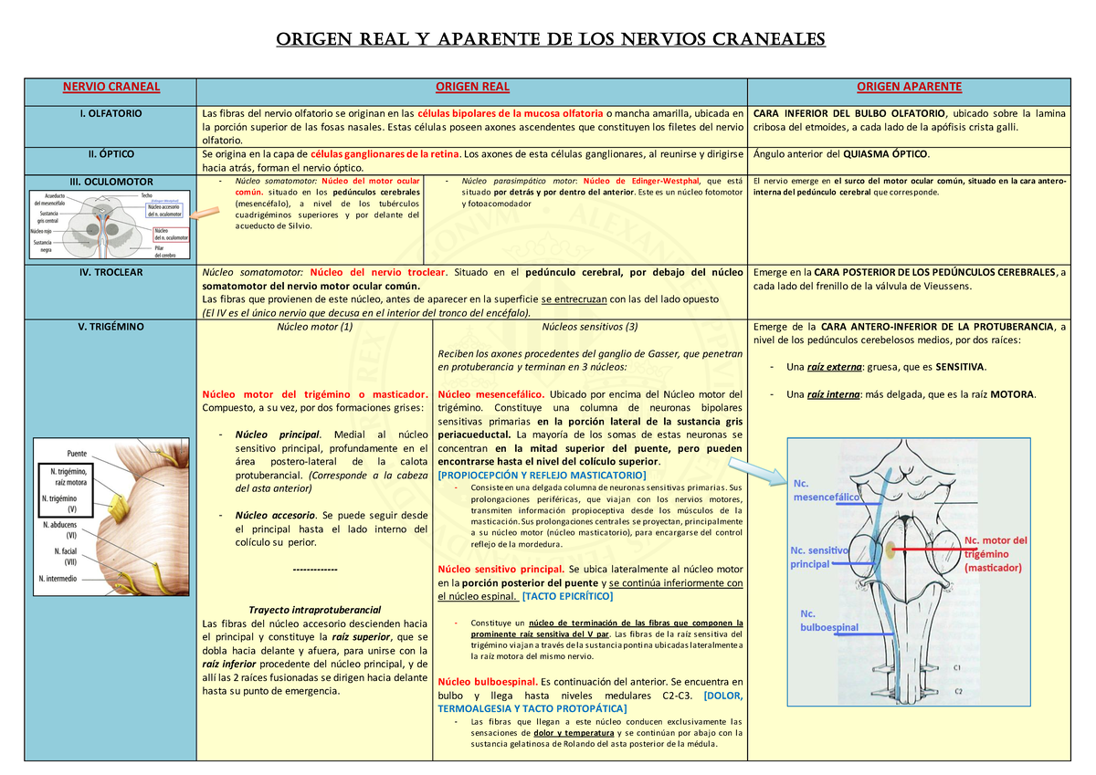 Origenes Aparentes Y Reales De Los Pares Craneales www.studocu.com