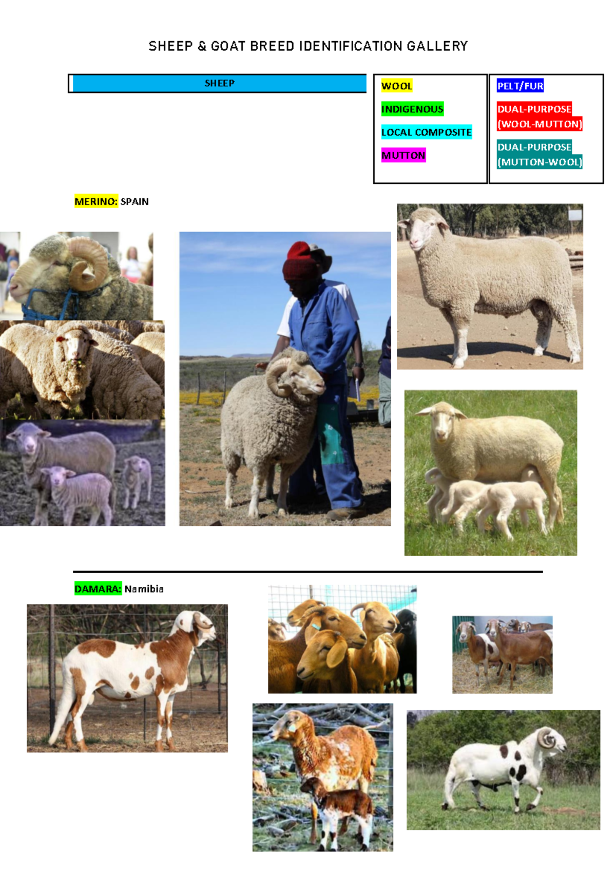 Sheep & GOAT breed identification gallery - SHEEP MERINO: SPAIN DAMARA ...