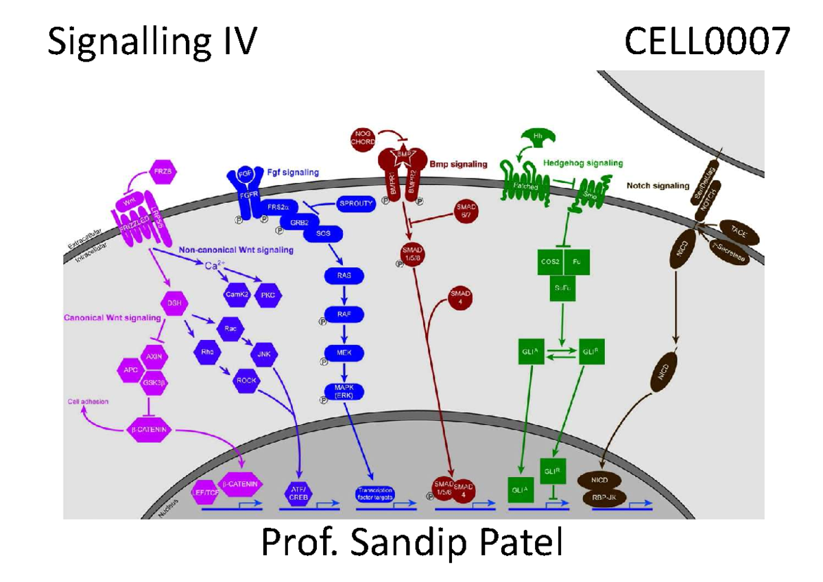 CELL0007: Signalling IV Lecture Notes - Studocu