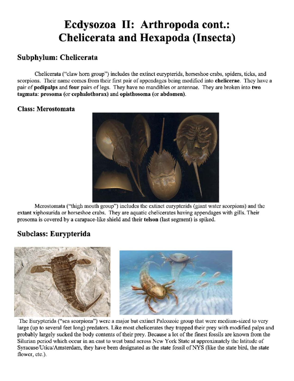 Lab 8: Ecdysozoa II - Chelicerata & Hexapoda Overview (BIOL-371) - Studocu
