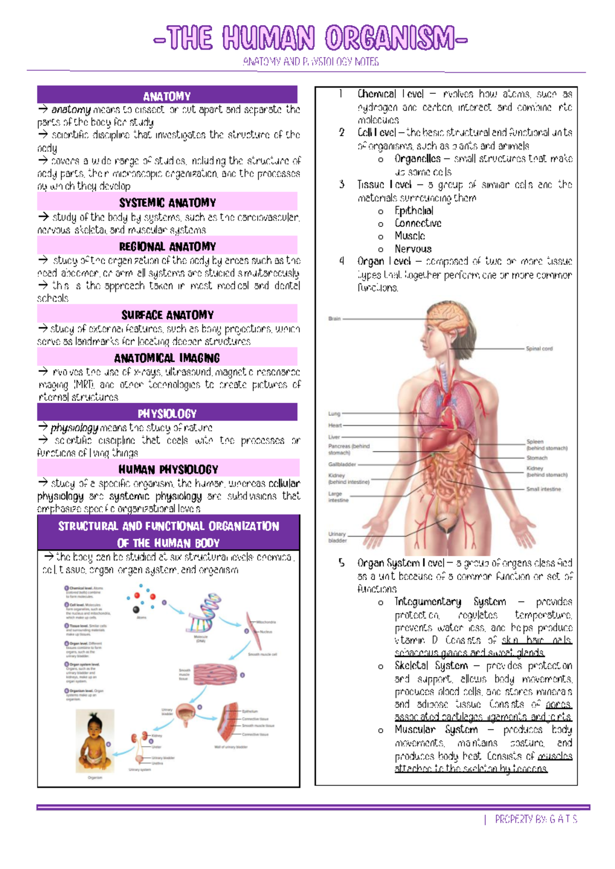 Chapter 1 - Anaphy - ANATOMY → → → SYSTEMIC ANATOMY → REGIONAL ANATOMY ...