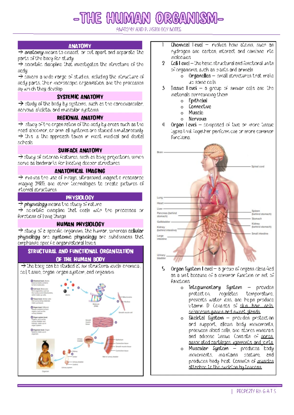 Chapter 4 - anaphy - INTEGUMENTARY SYSTEM → → FUNCTIONS OF THE ...