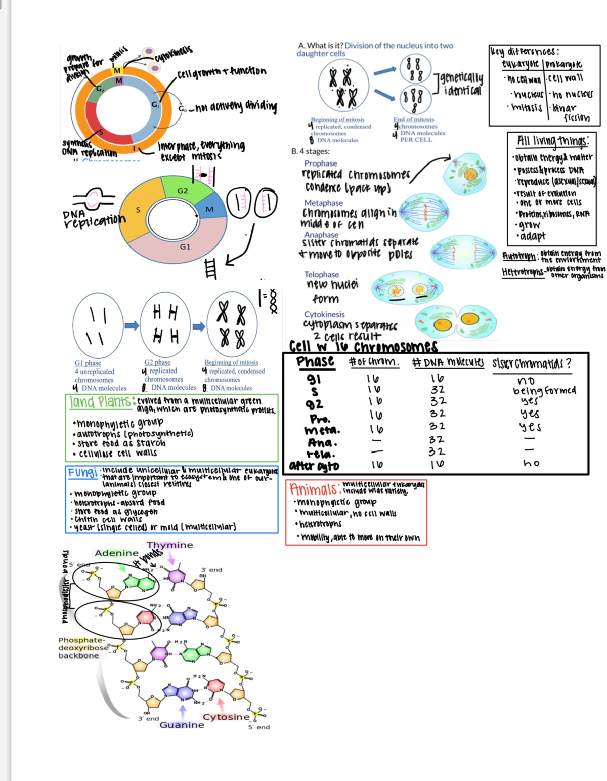 Biology 101 Exam 1 Review: Mitosis & Cellular Division Concepts - Studocu