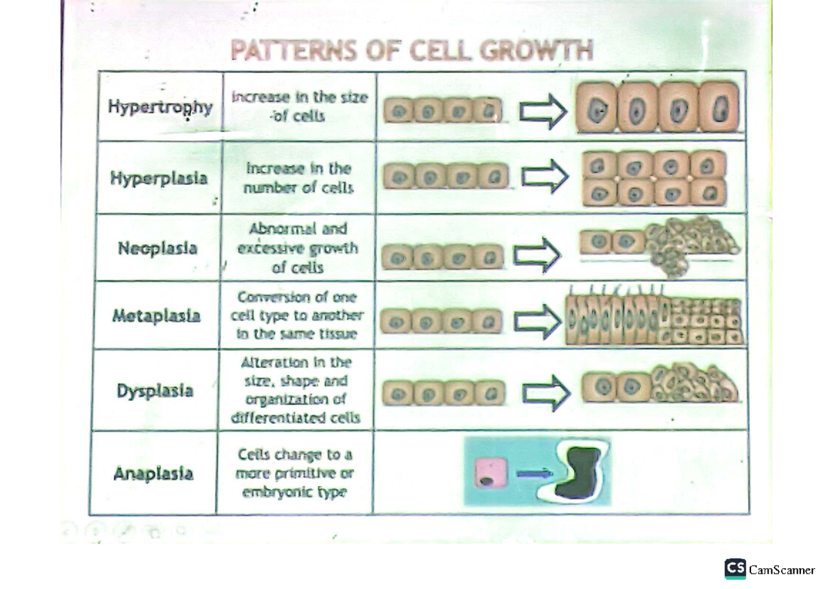 CS: CANCER AND CELL GROWTH PATTERNS - A COMPREHENSIVE STUDY - Studocu