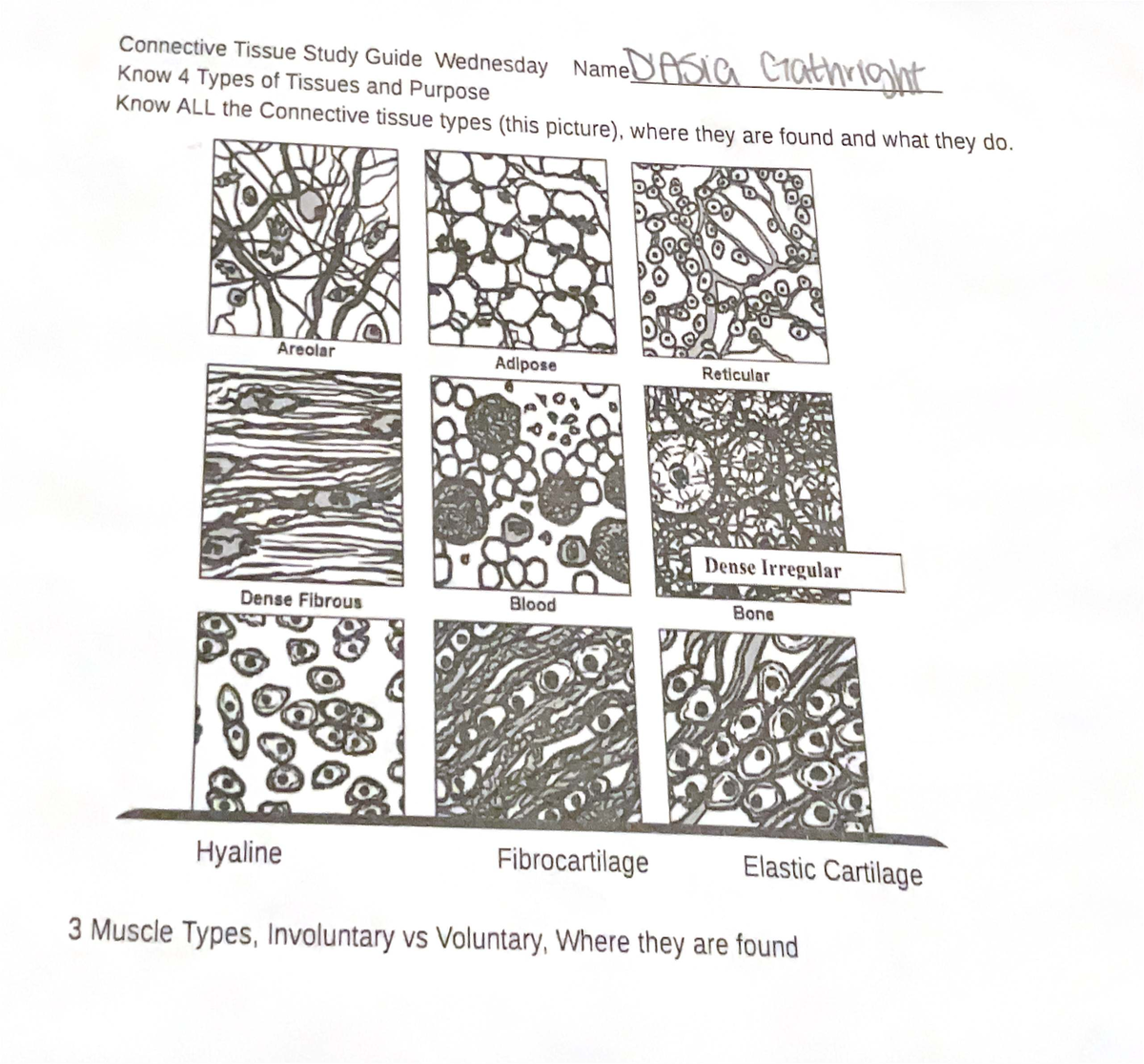 Final Exam Study Guide ABC123: Connective Tissue & Muscle Types - Studocu