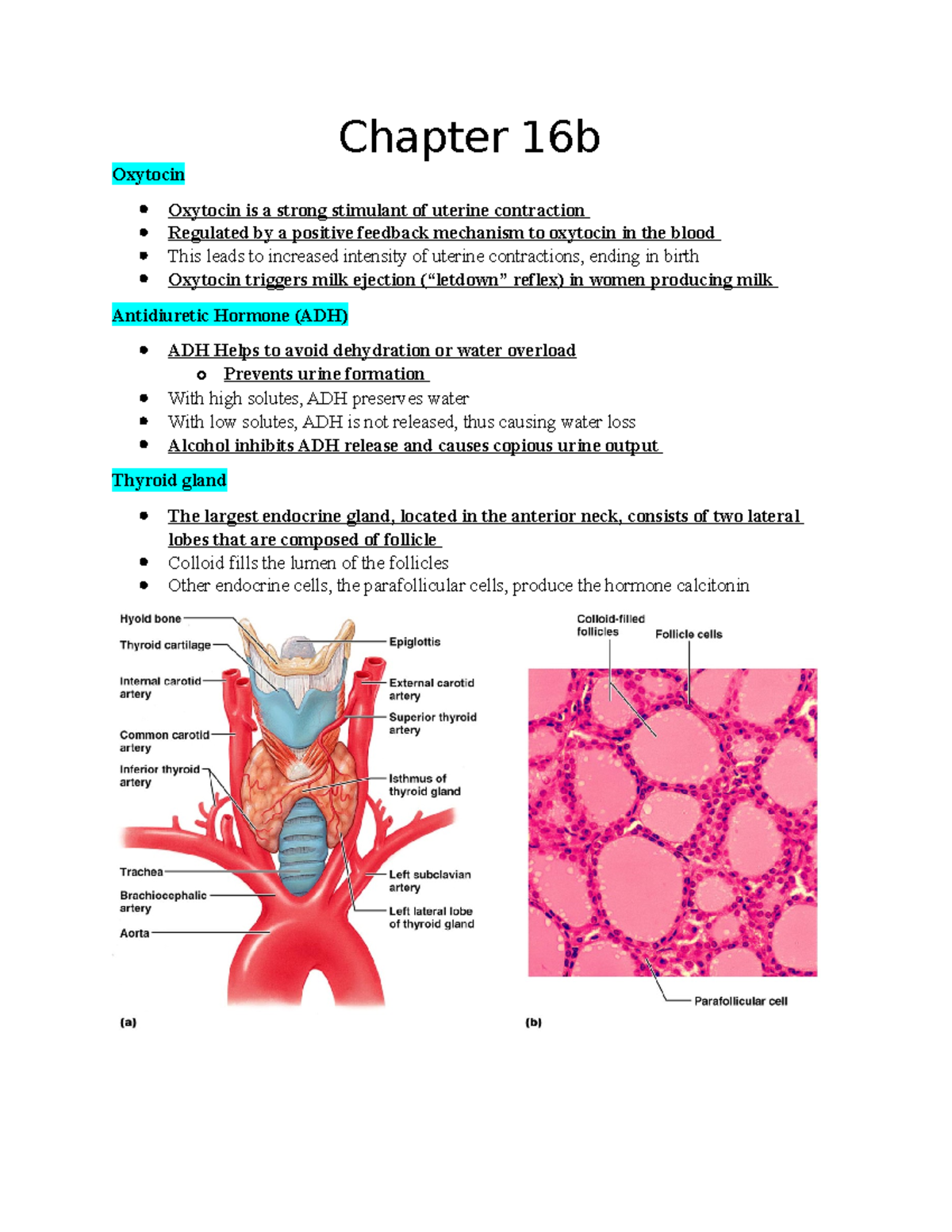 Chapter 16b - Endocrine System Functions and Hormonal Regulation - Studocu