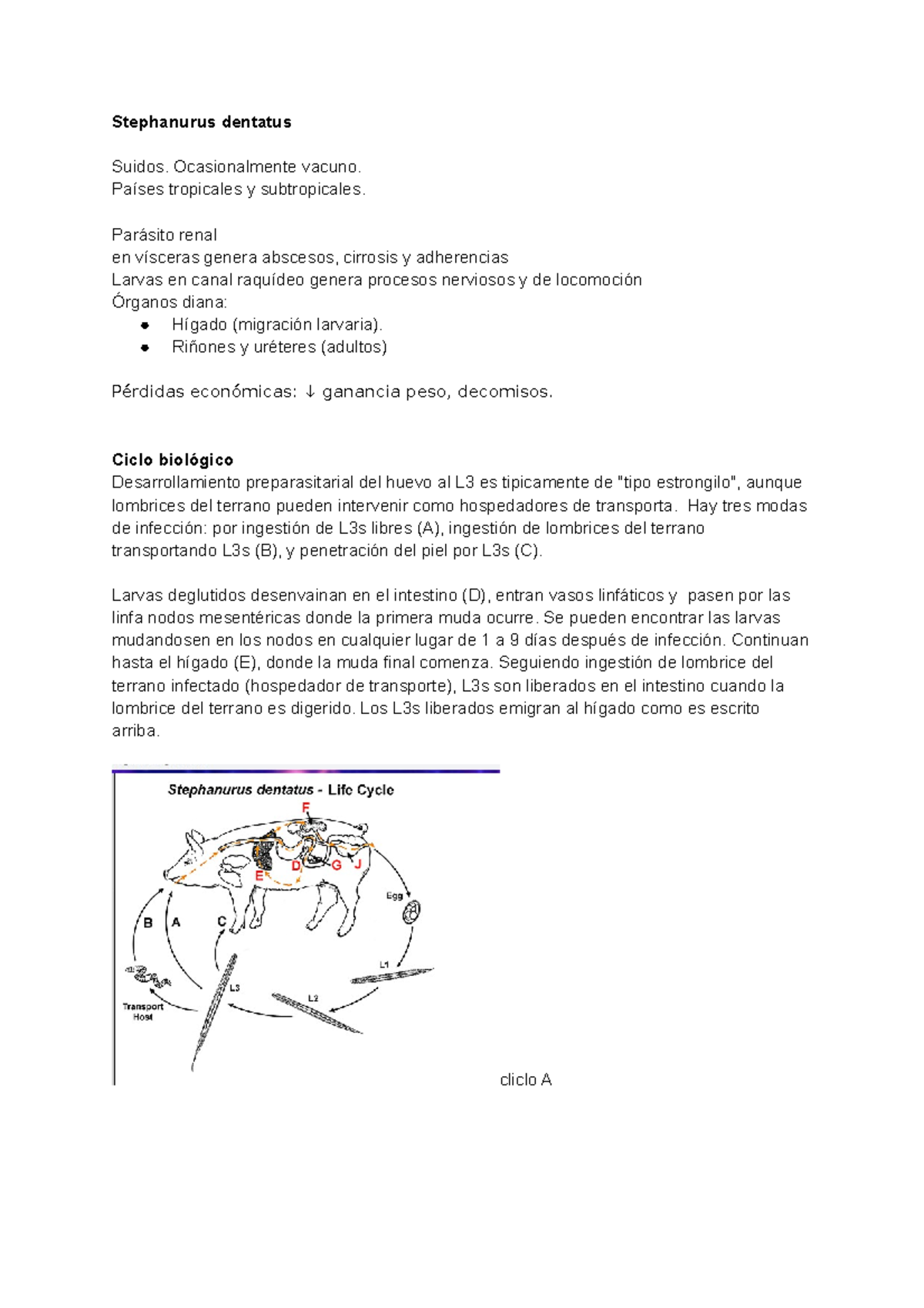Resumen sobre Stephanurus dentatus en Cerdos: Epidemiología y ...