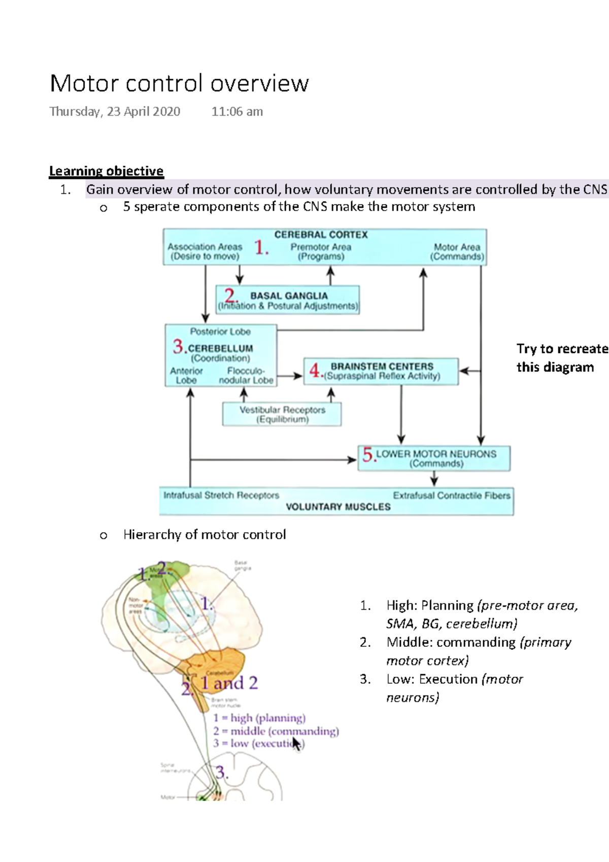 Motor Control Overview: CNS and Hierarchical Functioning - Studocu