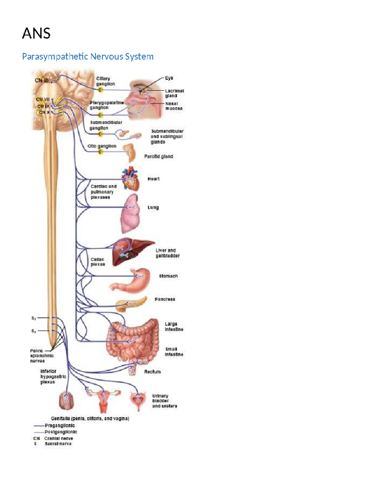 ANS Images (1) - Autonomic Nervous System - Parasympathetic and ...