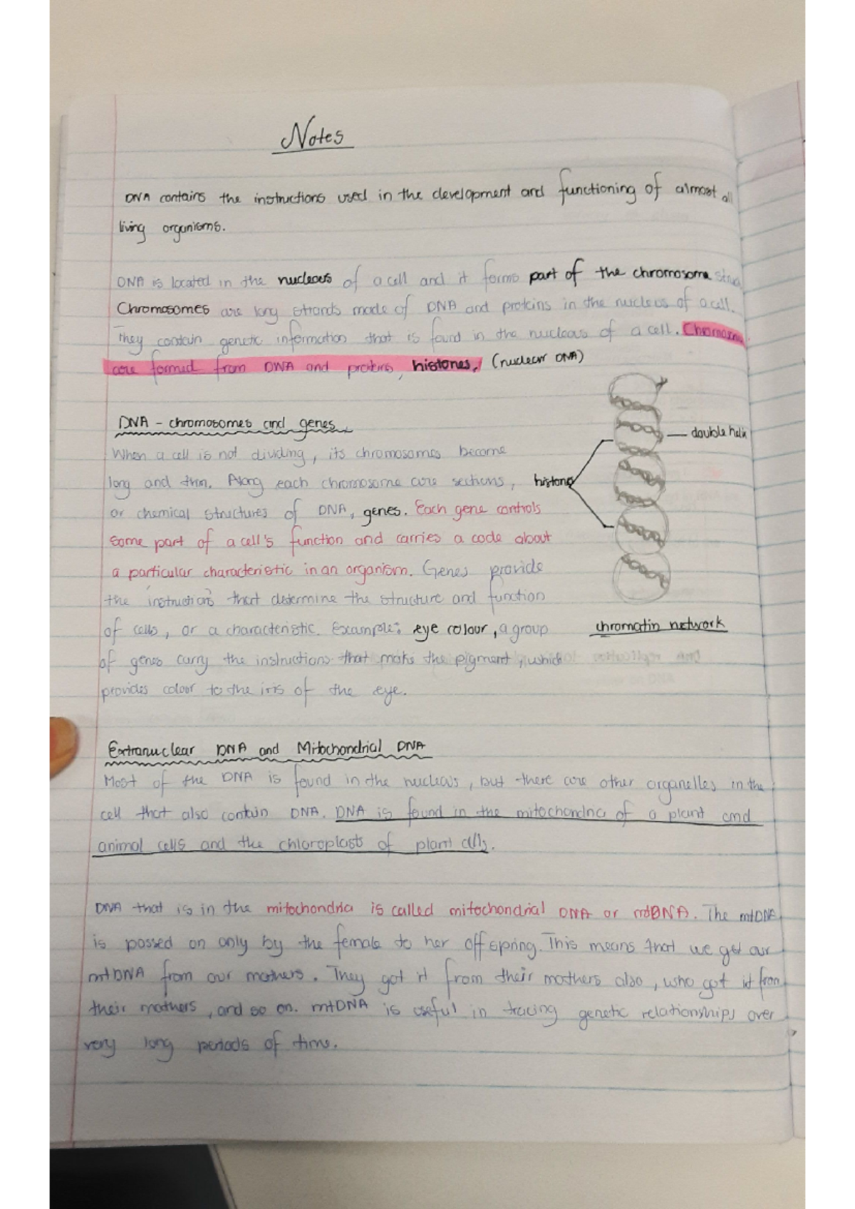 DNA Notes - Notes DNA contains the instructions used in the development ...