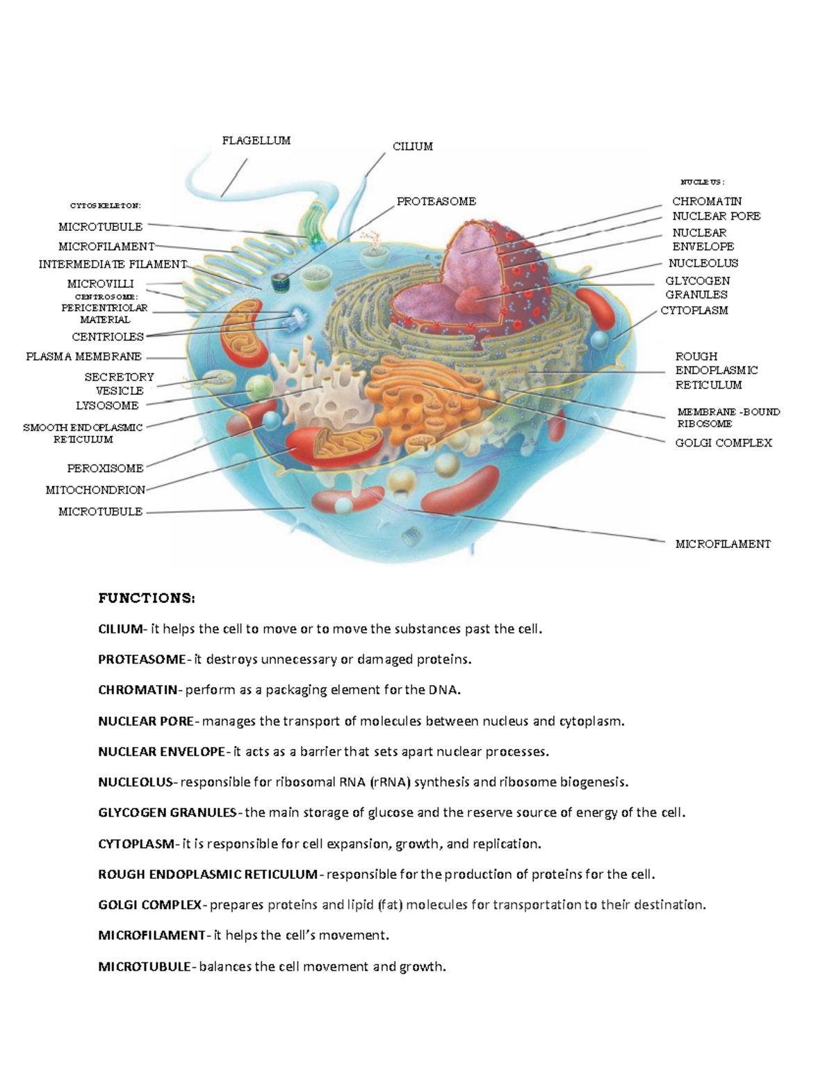 Cell Components and Their Functions: Detailed Overview of Structure ...