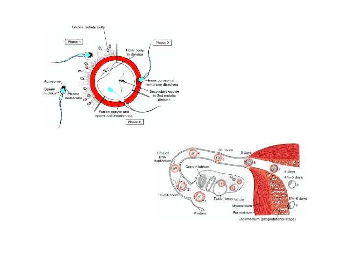 General embryology-2-early development - Fertilization Process of ...
