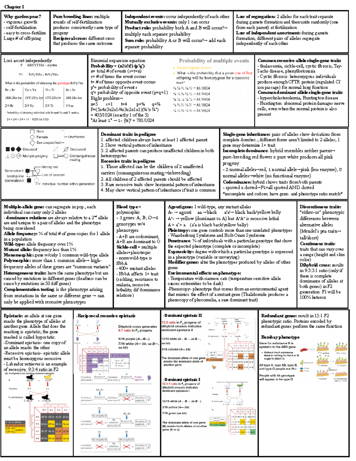 Exam 2 Cheat Sheet - Genetics and Probability in Mendel's Laws - Studocu