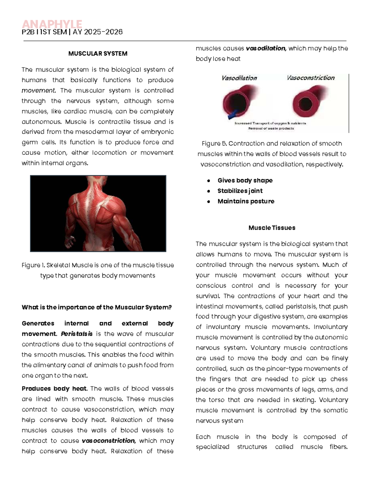 P2B 1ST SEM AY Muscular System Overview and Functions - Studocu