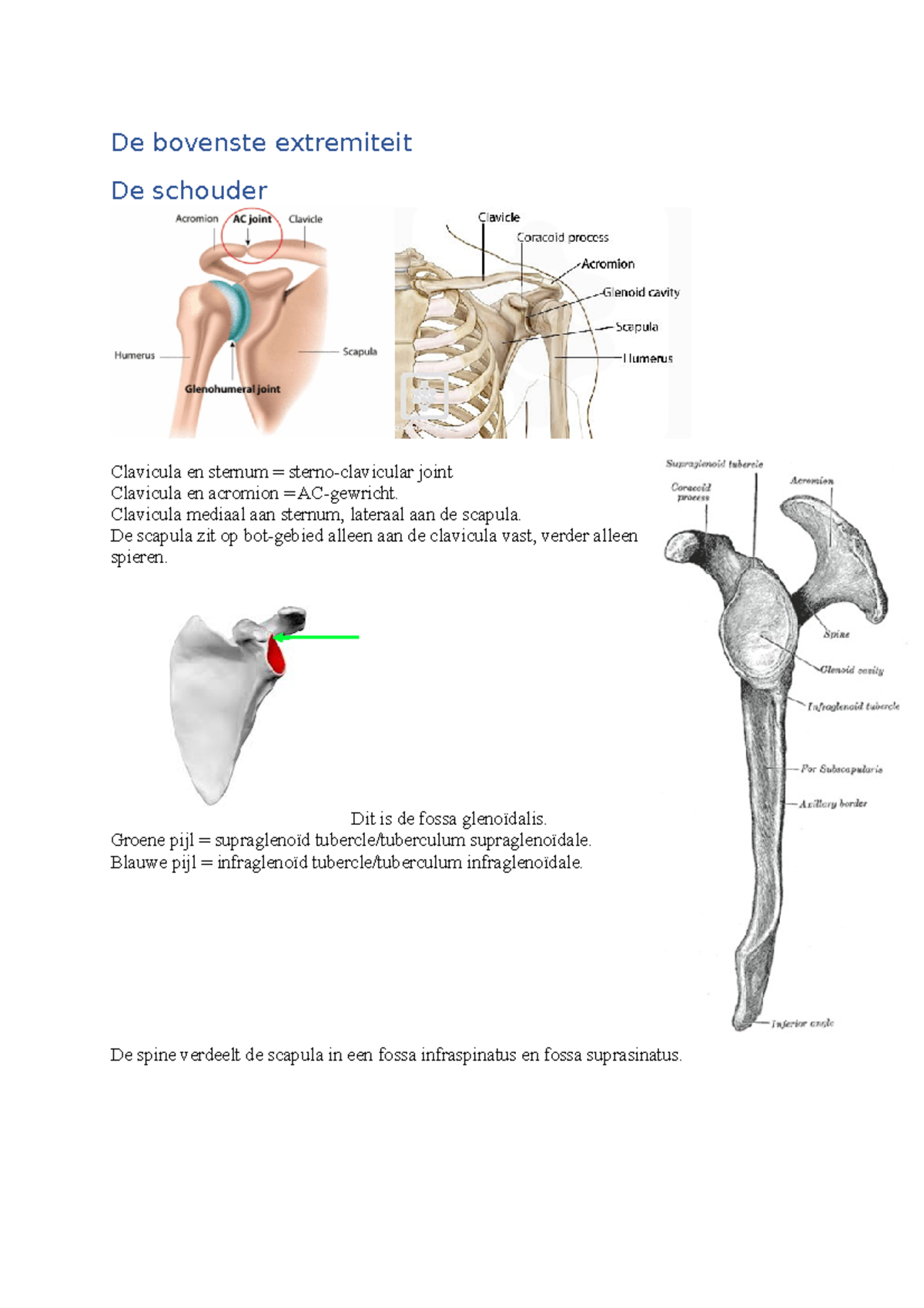 Aclant - Anatomie van de Bovenste Extremiteit en Schouderstructuren ...