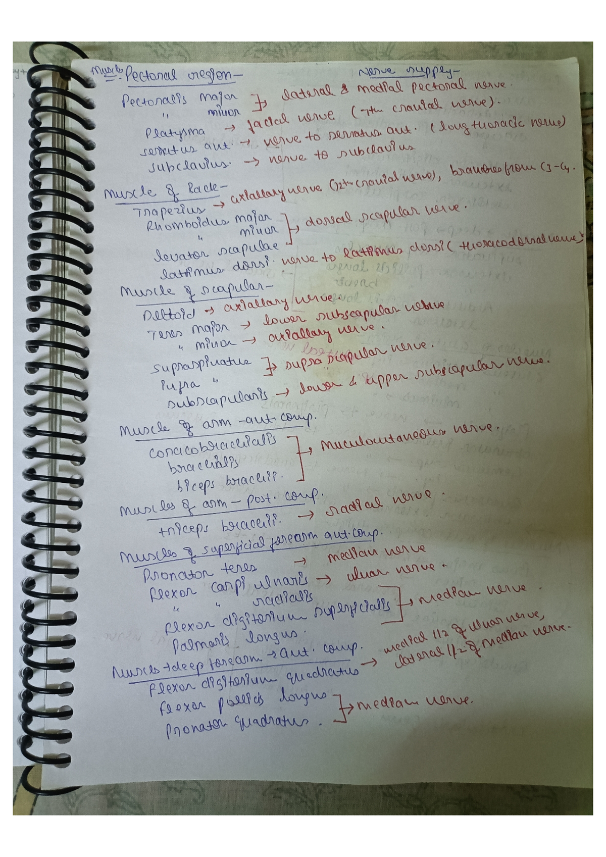 Muscle and Nerve Supply of the Human Body: A Comprehensive Guide - Studocu