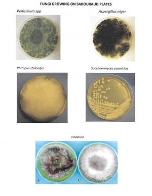 Comprehensive Laboratory Safety and Microbiological Techniques Guide ...