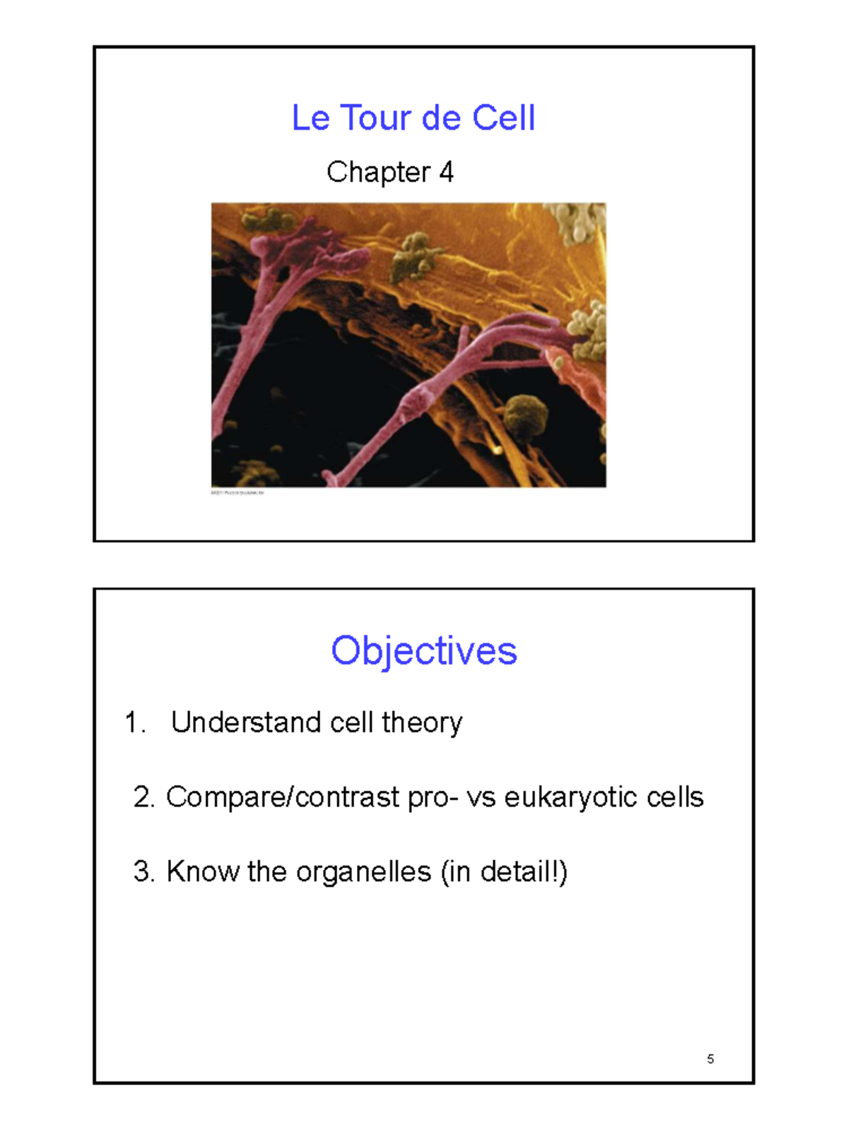 Cell Biology Notes: Chapter 4 - Tour of the Cell (BIOL 101) - Studocu