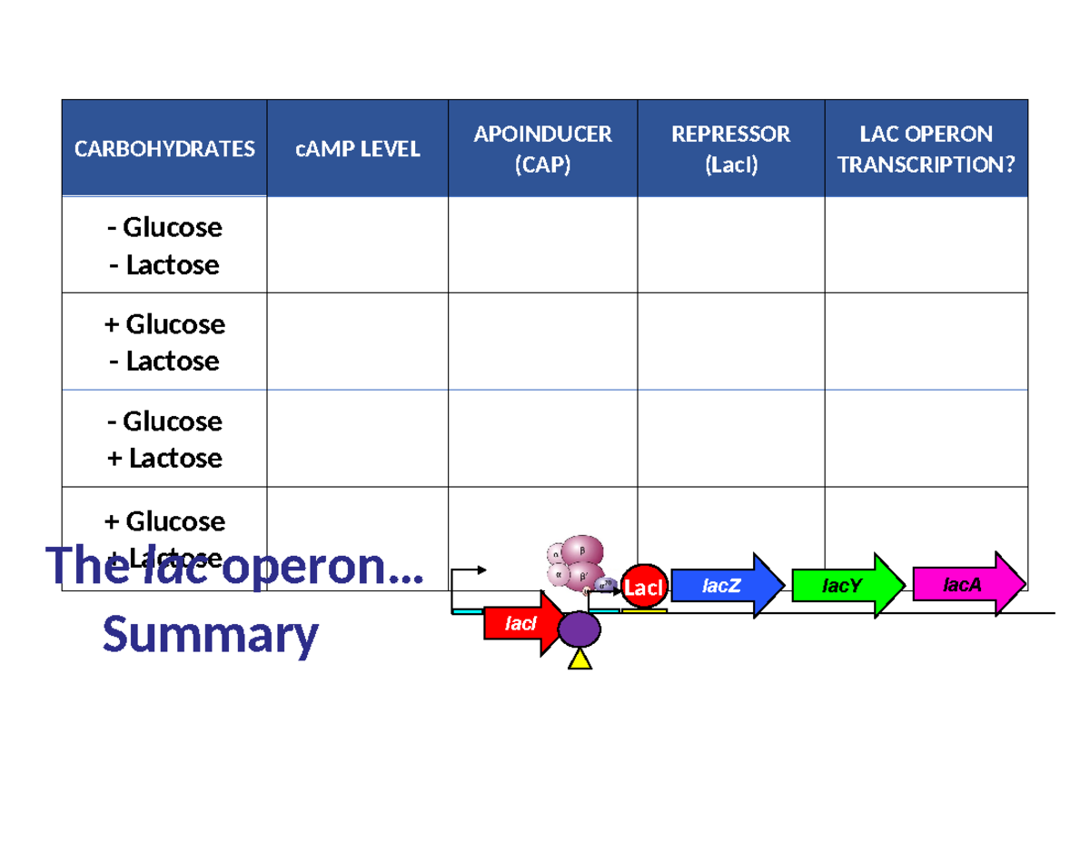 Lac Operon Worksheet - BSCI223 - CARBOHYDRATES cAMP LEVEL APOINDUCER ...