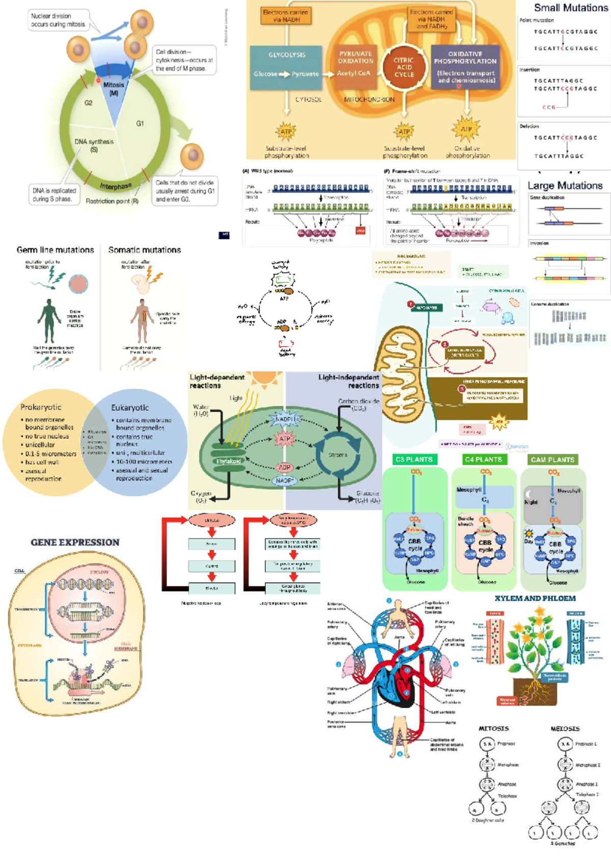 Biology 101: Cheat Sheet on Mutations and Cellular Processes - Studocu