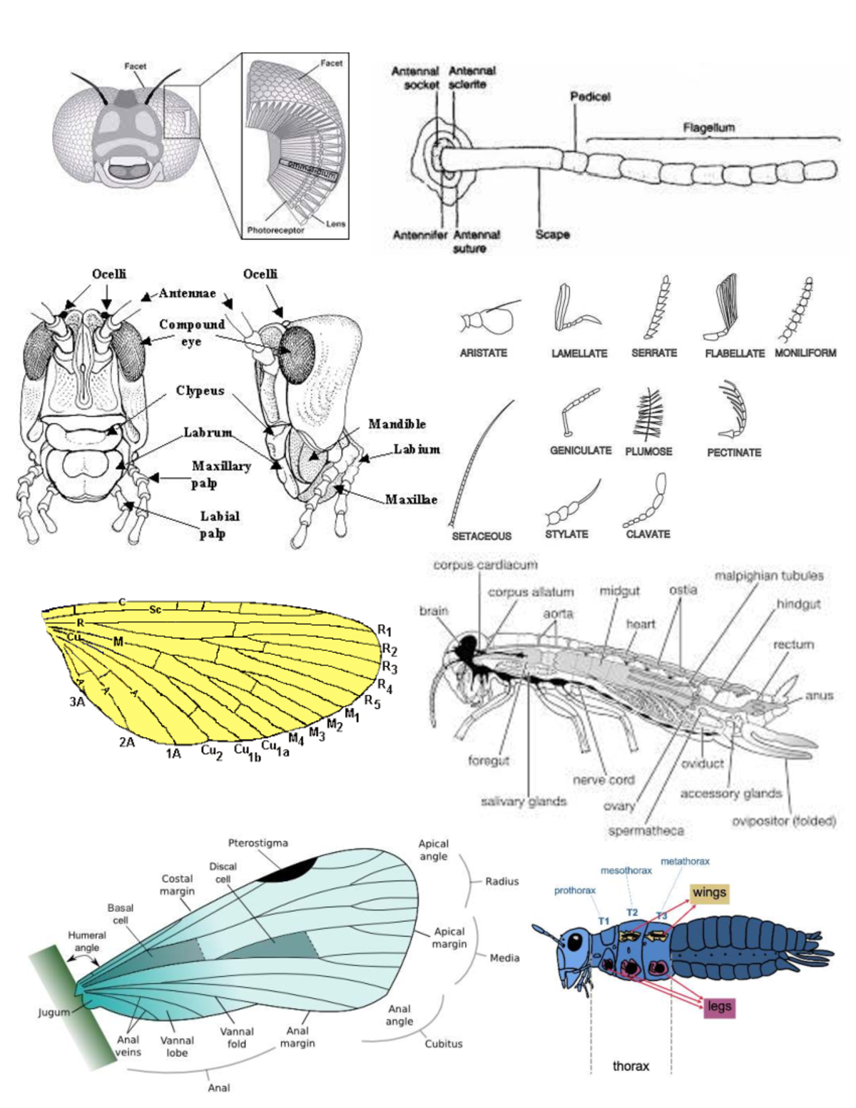 Entodocpg 1 - Antennal Structure and Insect Anatomy Overview - Studocu