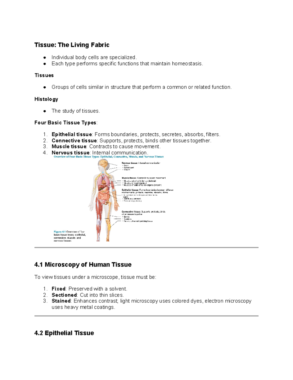 Lecture 3 Notes: Overview of Human Tissue Types and Functions - Studocu