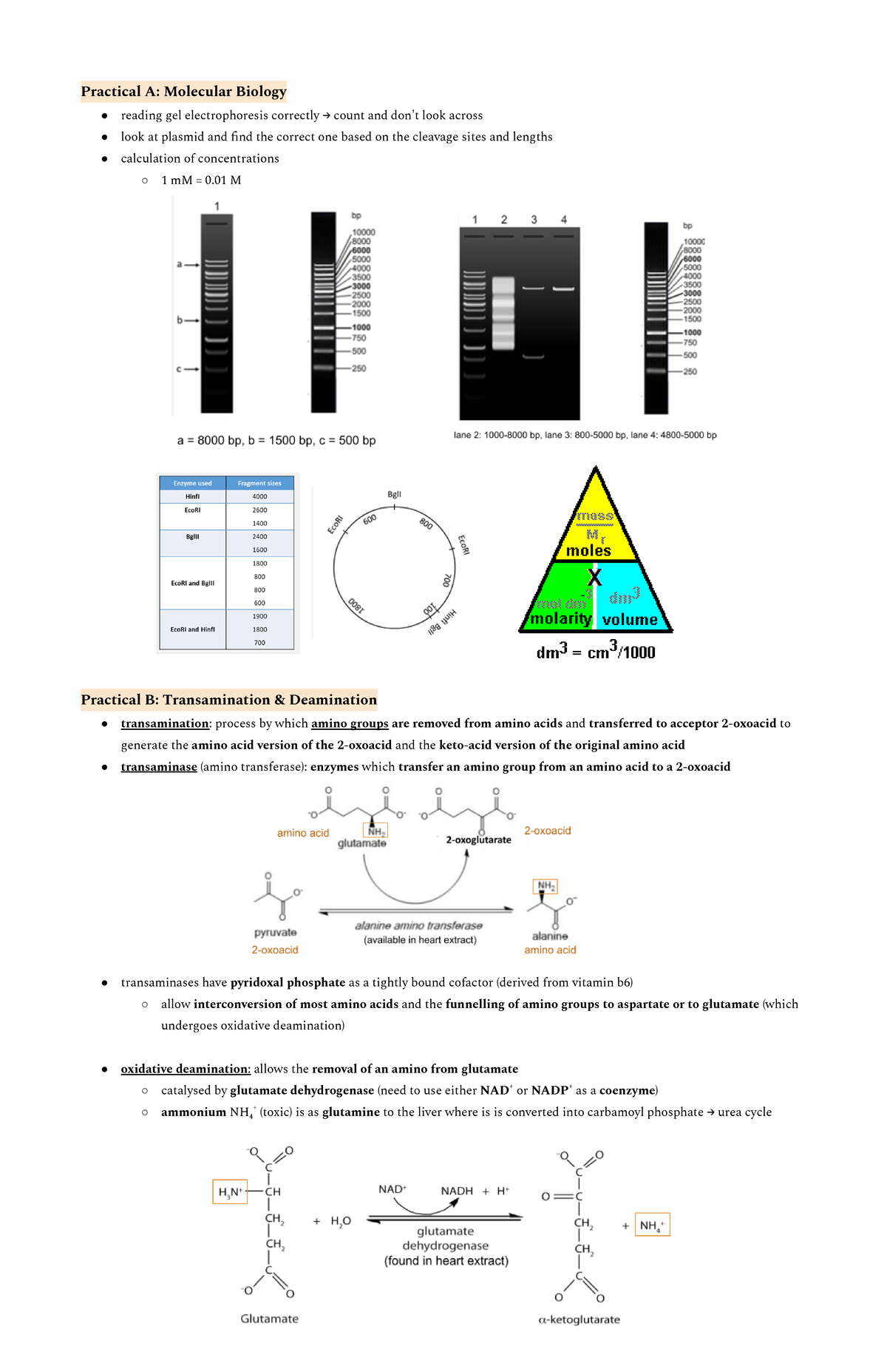 BIOC0001 Practical Summary: Biochemistry and Molecular Biology - Studocu