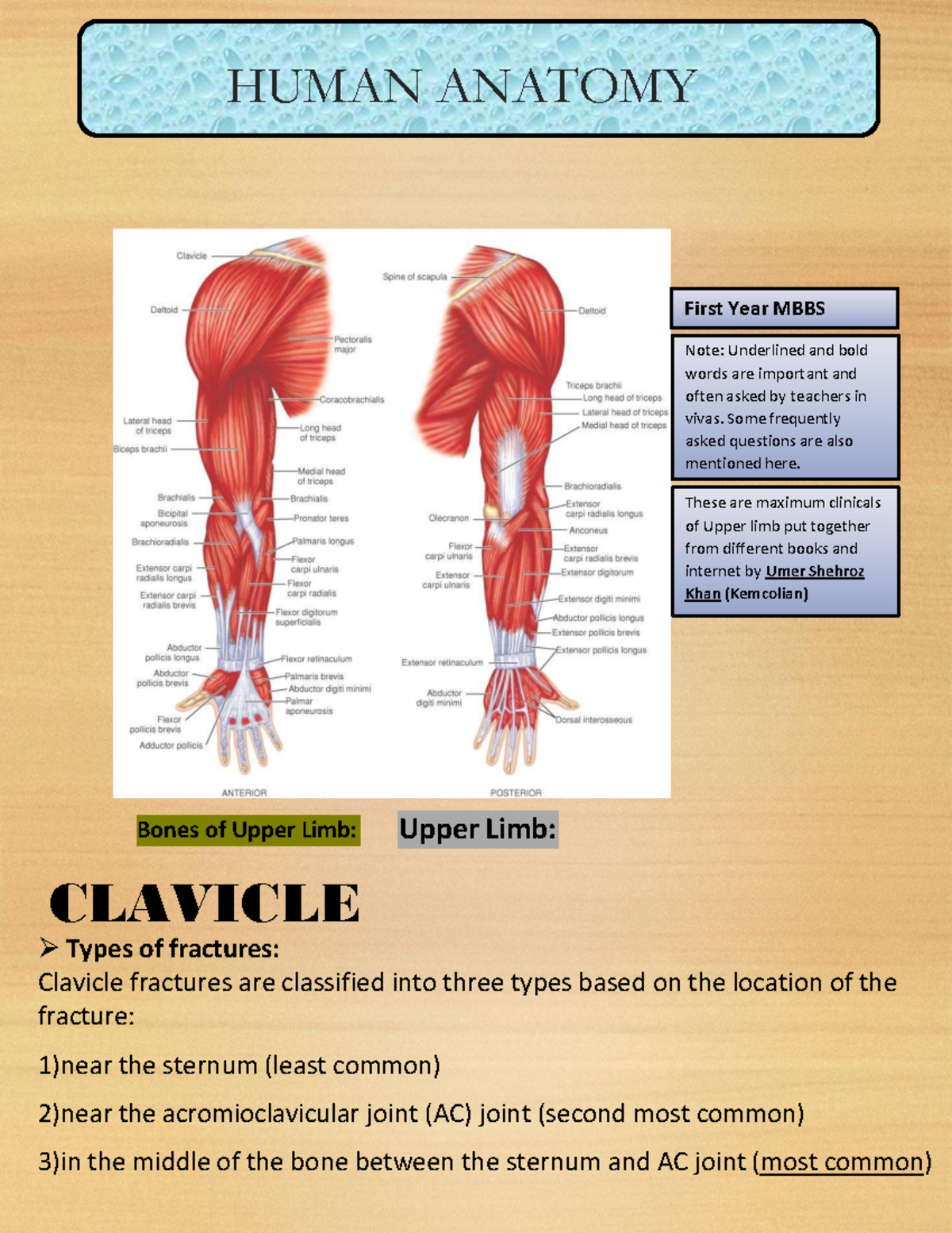 HUMAN ANATOMY: Upper Limb Clinicals Notes for 1st Year MBBS - Studocu