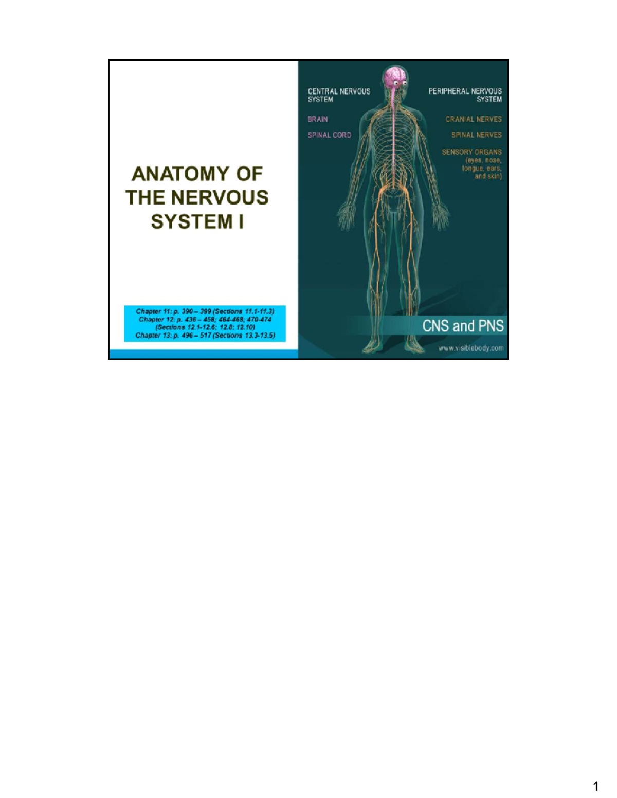 Anatomy of the Nervous System: Overview for I Students - Studocu