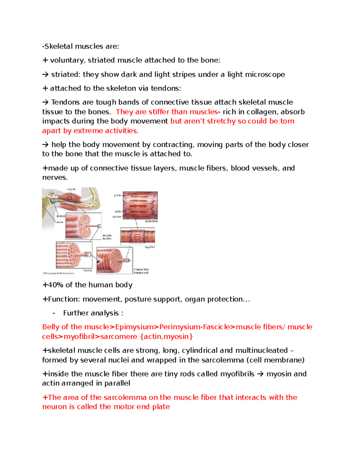Skeletal Muscles: Mechanism of Contraction - Cơ Xương (Cơ) - Studocu
