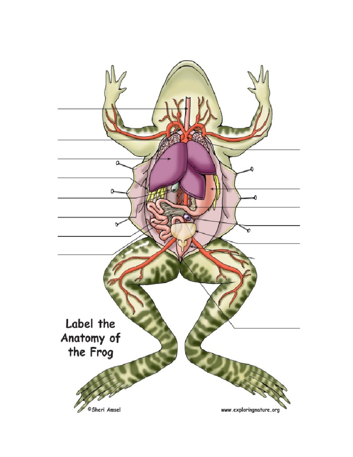 Anatomy of frog - science class - a 0 0 Label the Anatomy of the Frog ...