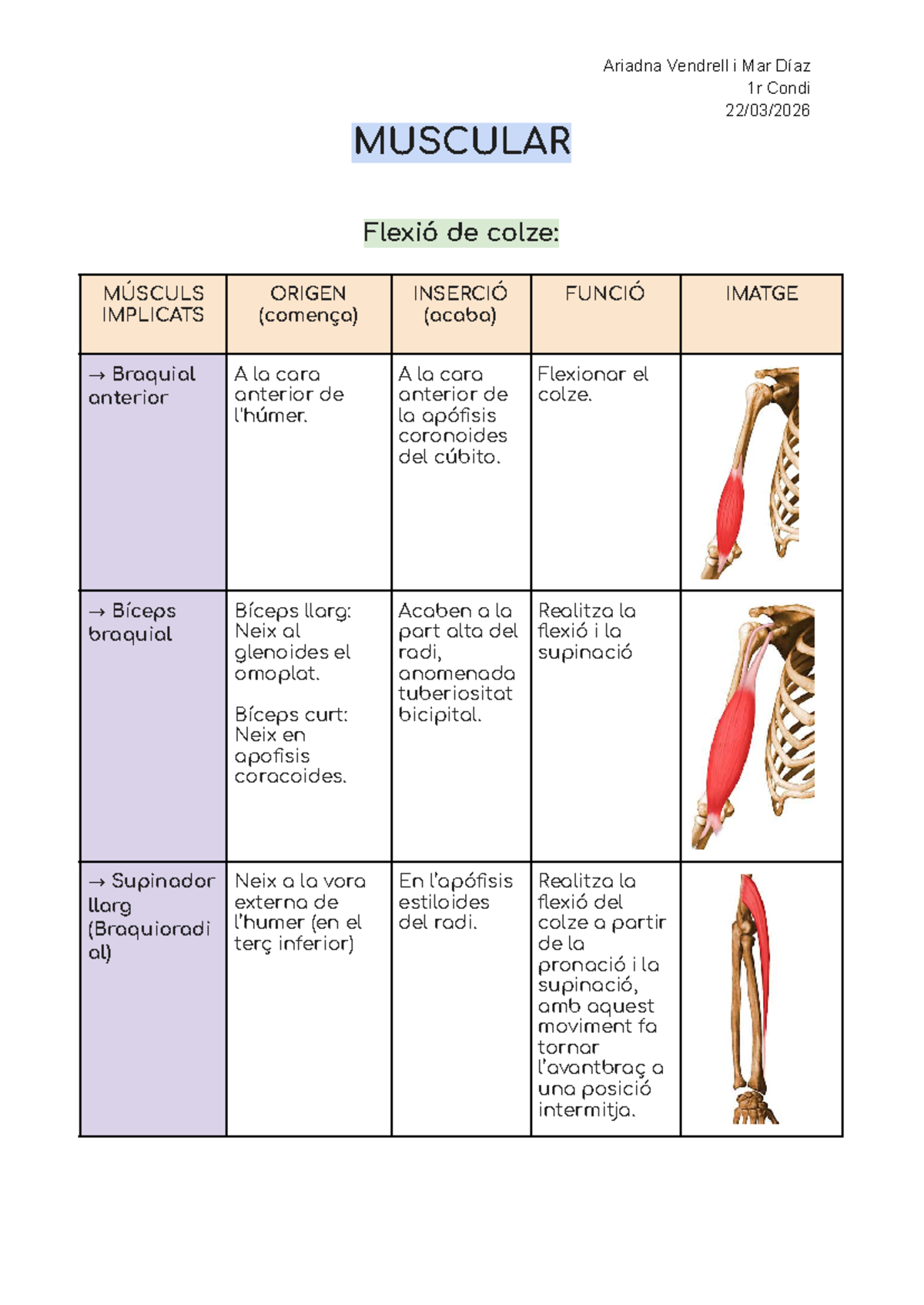 Muscular (1r Condi) - Anatomia de Flexió i Extensió del Colze - Studocu