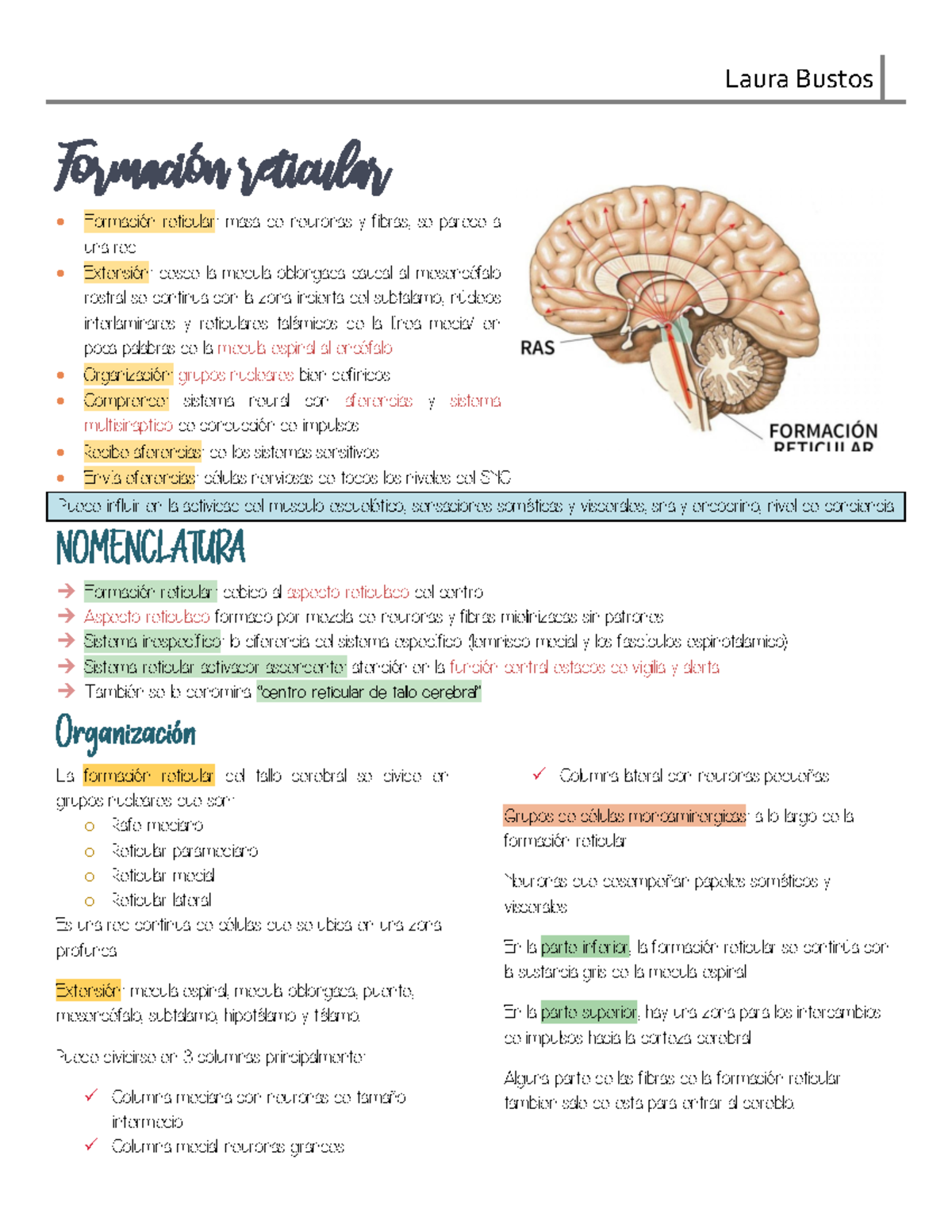 Formación Reticular en Neuroanatomía: Resumen y Funciones - Studocu