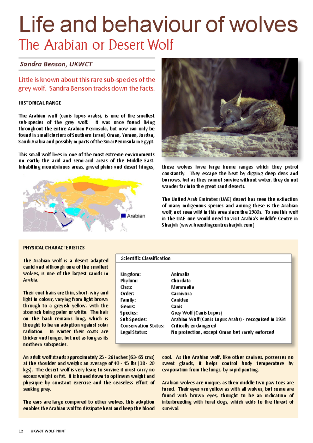 WP Ed38 Arabian Wolf: Physical Characteristics & Conservation Status ...