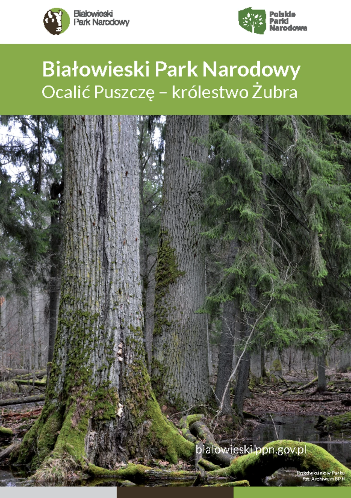 ci-ka1-opis-ci-ki-ci-ka-warstwa-martwych-szcz-tk-w