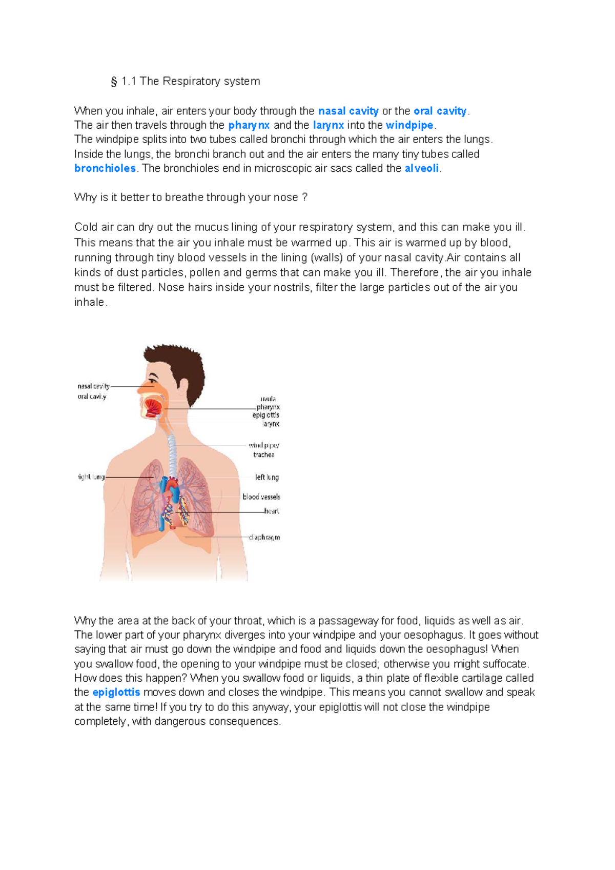 Bio 101: Summary of Chapter 1 - The Respiratory System - Studeersnel