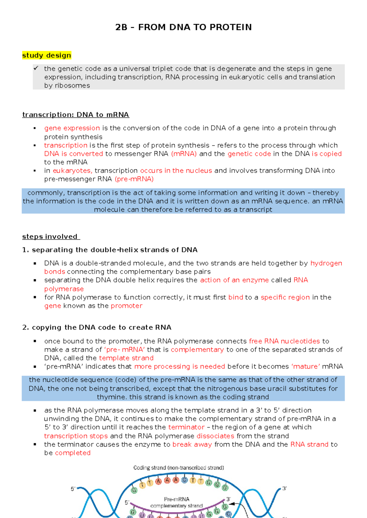 2B - From DNA to Protein: Gene Expression & Translation Overview - Studocu