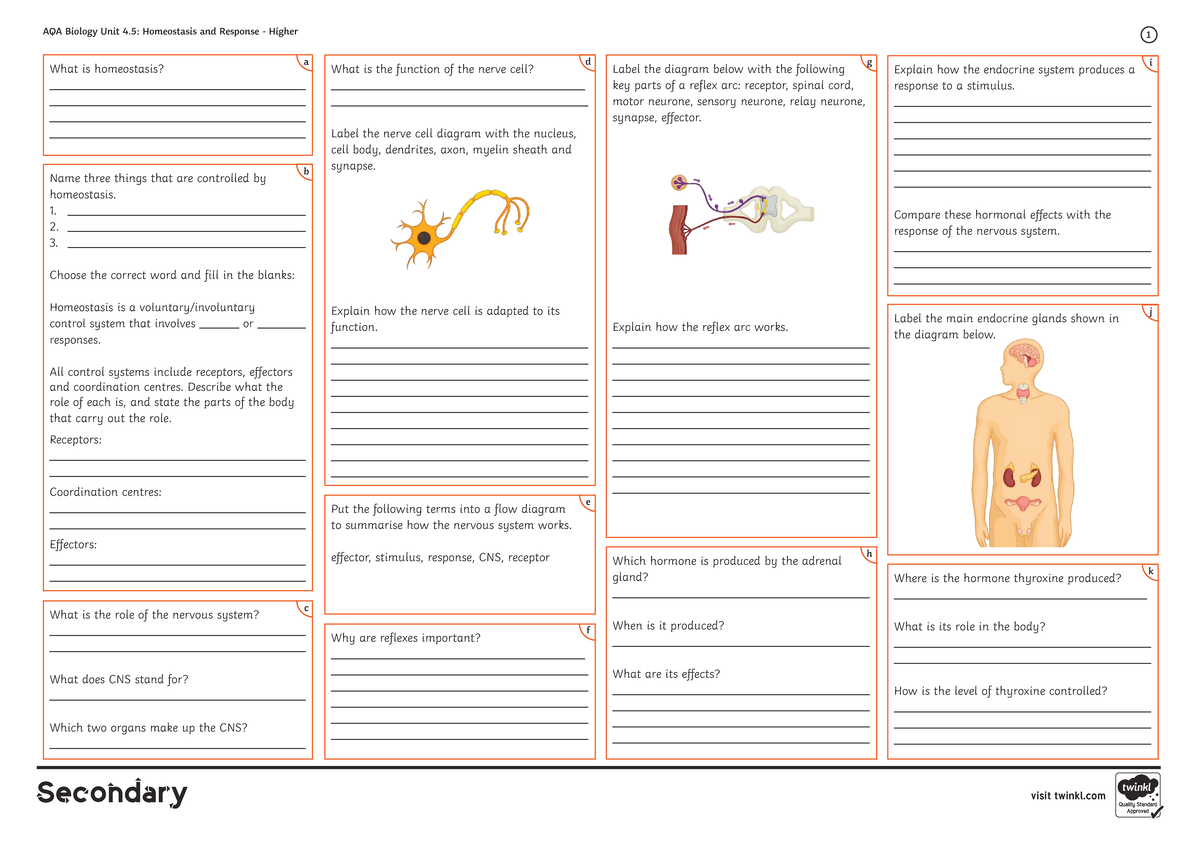 AQA Biology GCSE Unit 4.5: Homeostasis and Response Higher Revision ...